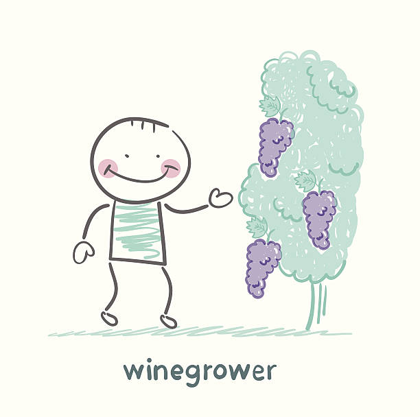 winegrower looks at grapes vector art illustration