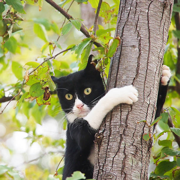 giovane gatto, in bianco e nero - hinauf foto e immagini stock