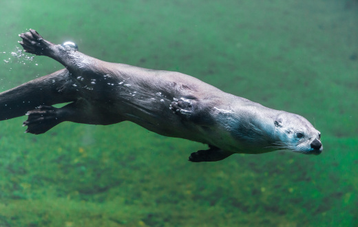 Curious eurasian otter (Lutra lutra) looking up in a stream.