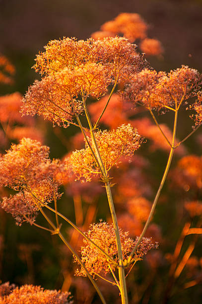 Meadow medical herbs in orange sunlight (chervil-Anthriscus cerefolium) Meadow medical herbs in orange sunlight (chervil-Anthriscus cerefolium). cerefolium stock pictures, royalty-free photos & images