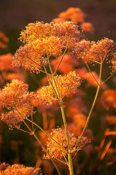 Meadow medical herbs in orange sunlight (chervil-Anthriscus cerefolium).