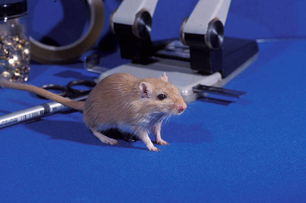 istock Mongolian gerbil, Meriones unguiculatus 462473835