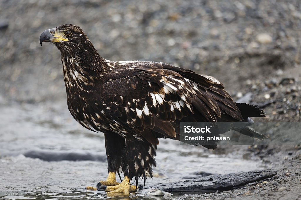 Primer plano de un águila de cabeza blanca inmadura en la orilla del río - Foto de stock de Alaska - Estado de los EE. UU. libre de derechos