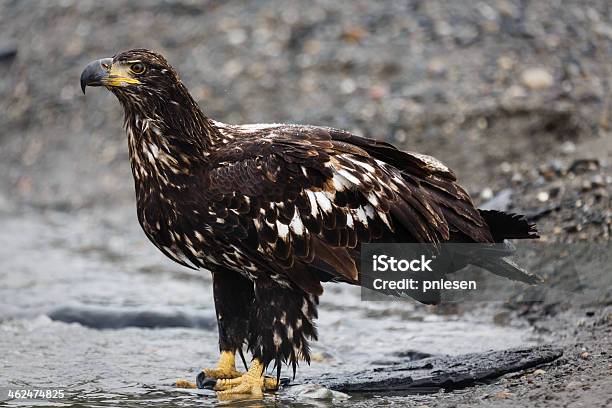 Primer Plano De Un Águila De Cabeza Blanca Inmadura En La Orilla Del Río Foto de stock y más banco de imágenes de Alaska - Estado de los EE. UU.