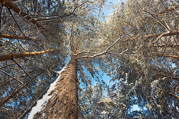crown of pine tree forest in winter stock photo