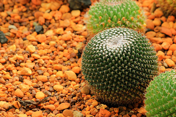 istock Golden ball cactus / Echinocactus grusonii 462478005