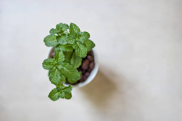 istock plant in white pot isolated 462478435