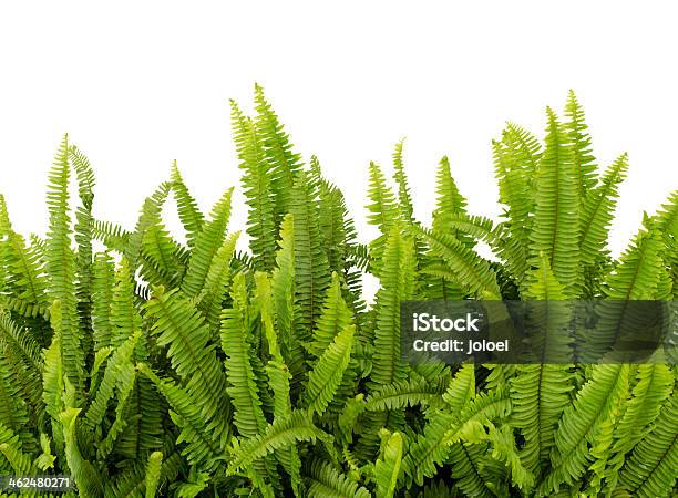 Tuber Sword Fern Stock Photo - Download Image Now - Fern, Flowerbed, Beauty In Nature