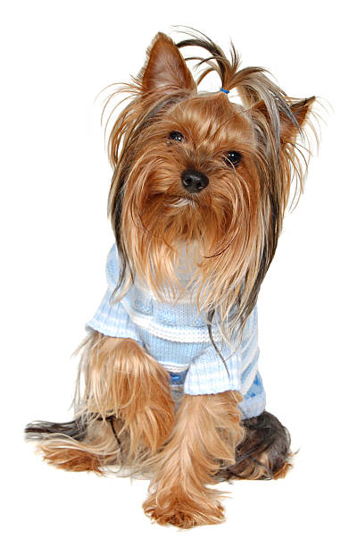 istock Dog Small . Photography Studio On A White Background. 462481903