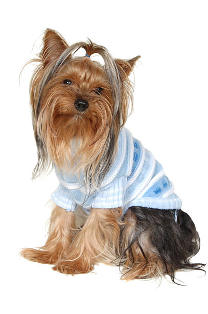 istock Dog Small . Photography Studio On A White Background. 462481917