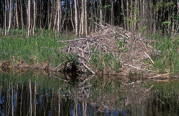 istock European beaver, Castor fiber 462481919
