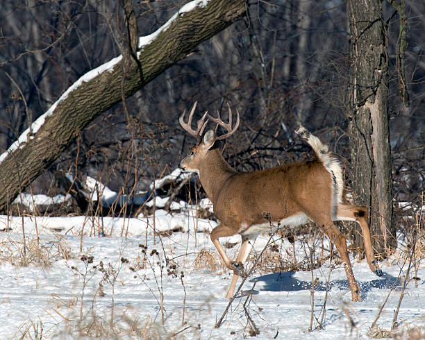 Running Deer stock photo