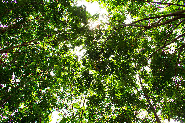 istock Beautiful green leaves under bright sky in summer 462487577