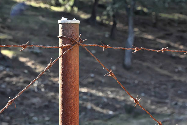 istock surrounded by rusted barbed wire fence of thorns 462488291