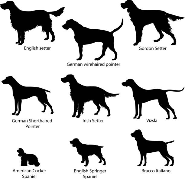 hund set. - pointer hund stock-grafiken, -clipart, -cartoons und -symbole