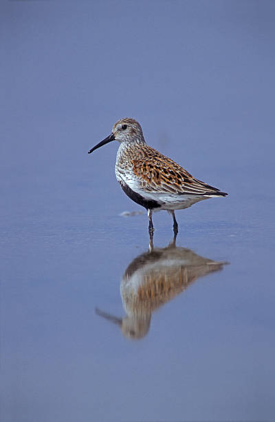 istock Dunlin, Calidris alpina 462489875