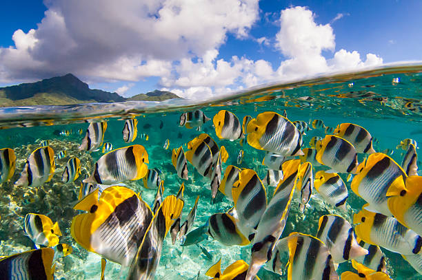 istock Image of divers paradise with beautiful tropical fish 462494391