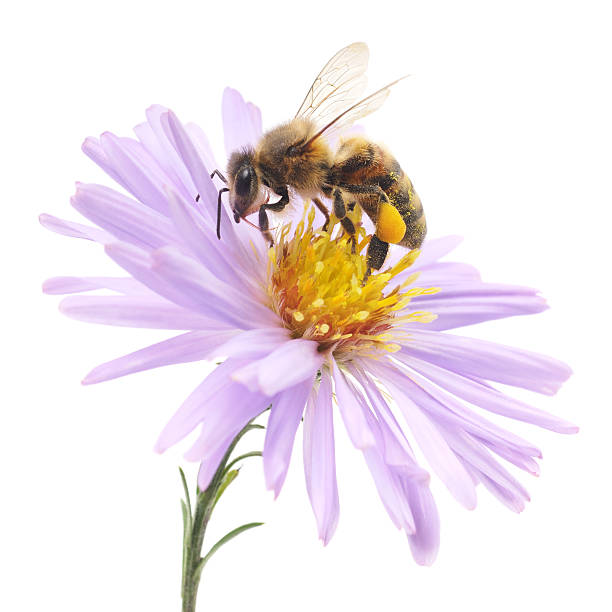 Honeybee and blue flower Honeybee and blue flower head isolated on a white background pollination stock pictures, royalty-free photos & images