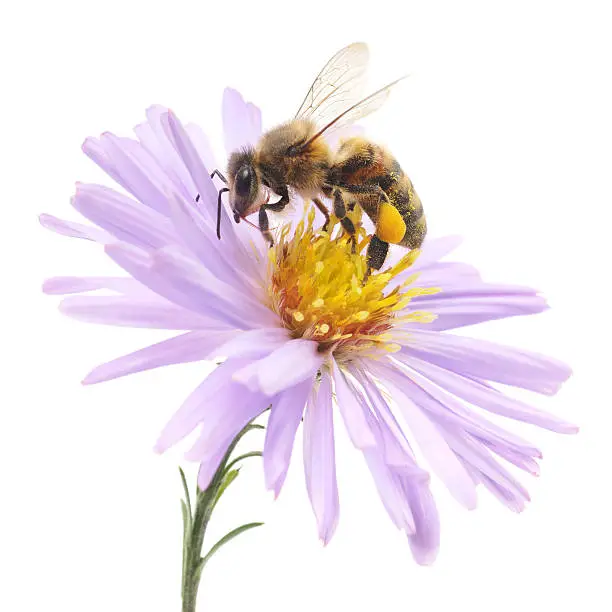 Honeybee and blue flower head isolated on a white background