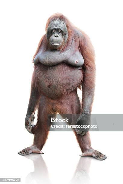 Portrait Of Orangutan Isolated On White Background Stock Photo - Download Image Now - Orangutan, Cut Out, Standing