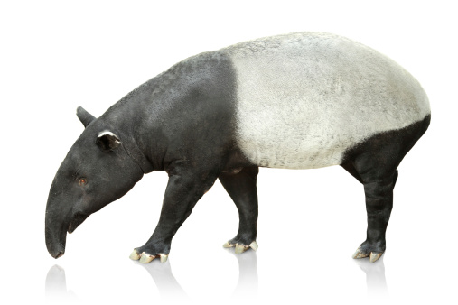 Full body portrait of cute asian tapir on white background