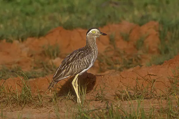 Double-striped thick-knee,  Burhinus bistriatus, single bird on ground