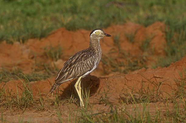 alcaravão de estrias duplas, burhinus bistriatus - stone curlew imagens e fotografias de stock