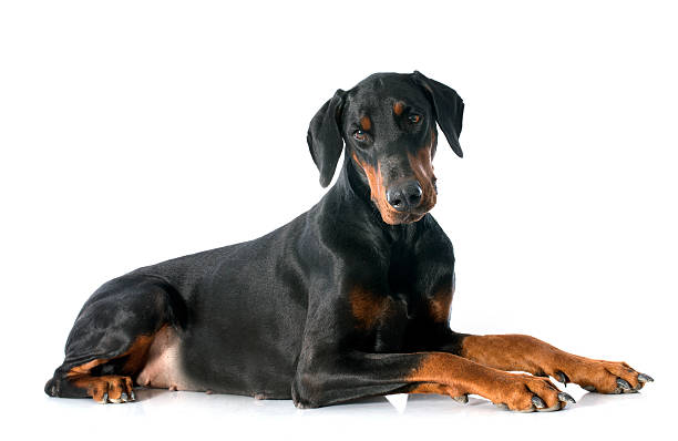 doberman pinscher doberman pinscher in front of white background doberman pinscher stock pictures, royalty-free photos & images