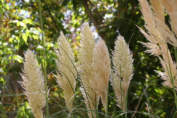 istock closeup of flower in spring 462497521