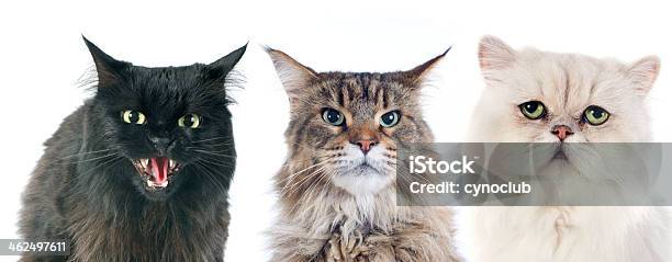 Furious Cats Stock Photo - Download Image Now - Aggression, Anger, Animal