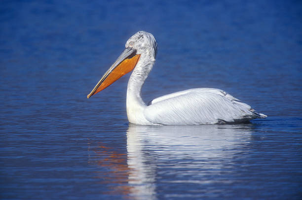 istock Dalmatian pelican, Pelecanus crispus 462498347