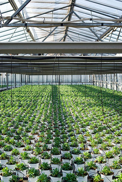 istock Commercial plants growing in greenhouse 462499075