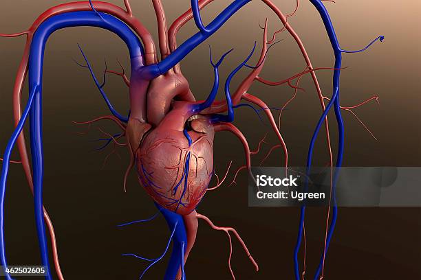 Coração - Fotografias de stock e mais imagens de Coração Humano - Coração Humano, Tridimensional, Anatomia