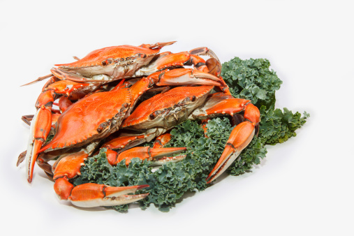 Steamed Blue Crabs, one of the symbols of Maryland State and Ocean City, MD, garnished with kale on white background