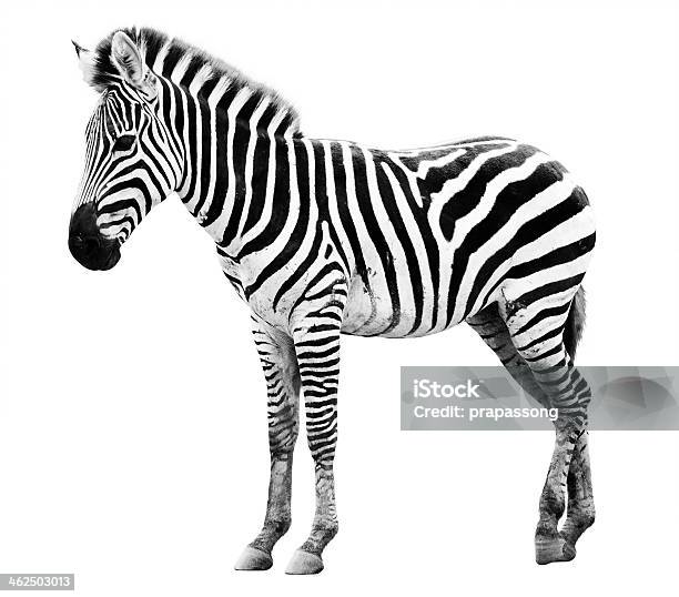 Zoo Single Burchell Zebra Isoliert Stockfoto und mehr Bilder von Zebra - Zebra, Weißer Hintergrund, Tier