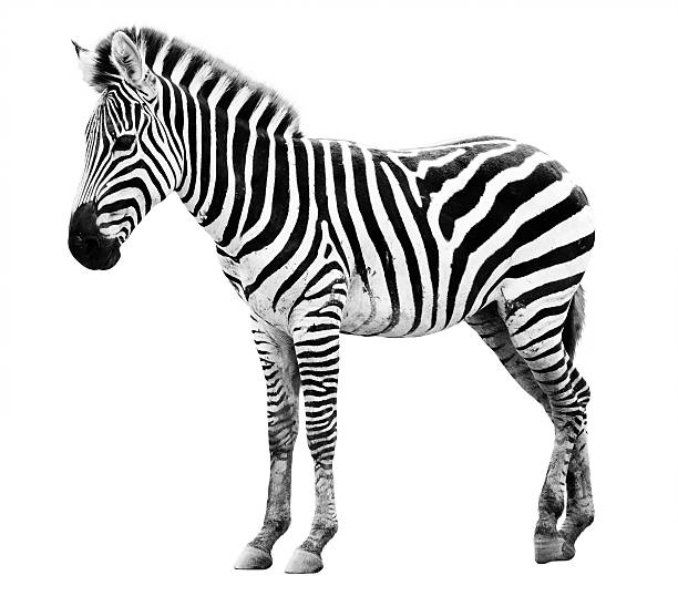 Zoo single  burchell zebra isolated stock photo