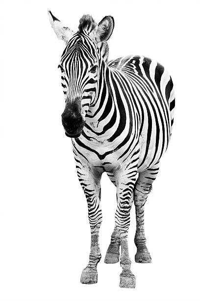 Zoo single  burchell zebra isolated stock photo