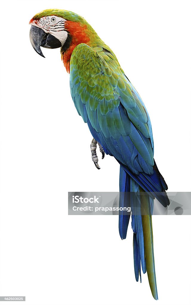 parrot macaw isolated parrot macaw isolated on white background Animal Stock Photo