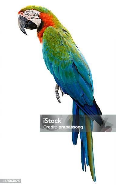 Parrot Macaw Isolated Stock Photo - Download Image Now - Animal, Beak, Beauty In Nature