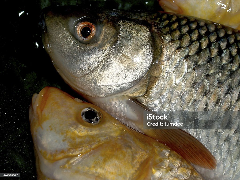 Fish Raw in market for cooking Close-up Stock Photo