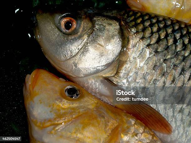 Fish Raw In Market For Cooking Stock Photo - Download Image Now - Close-up, Cooking, Costa Dorada