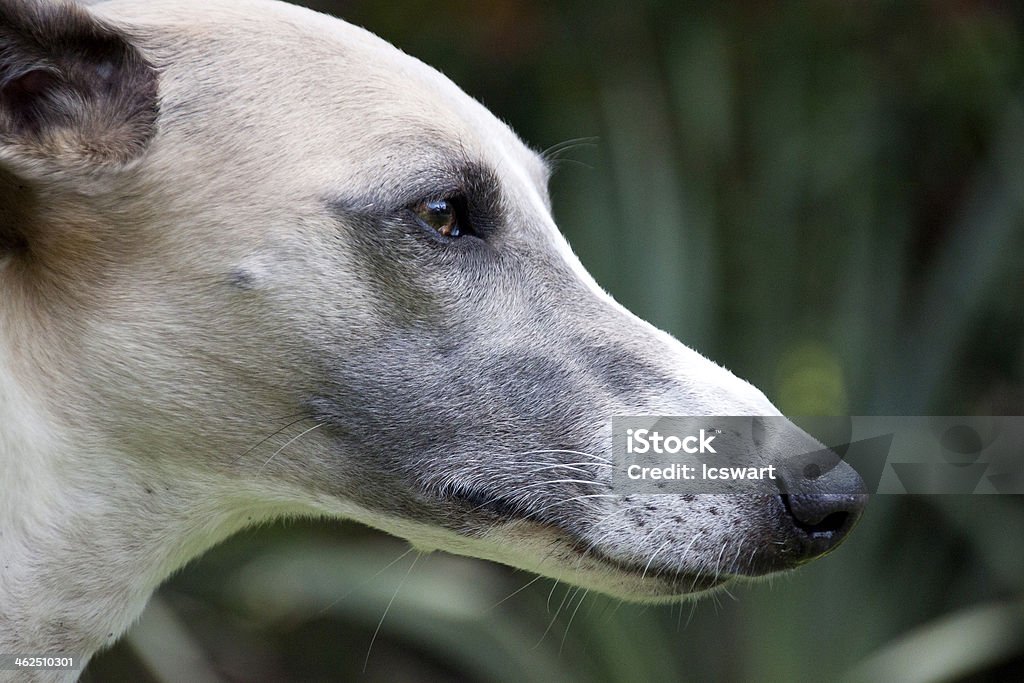 Gros plan visage d'alerte Whippet - Photo de Animaux de compagnie libre de droits