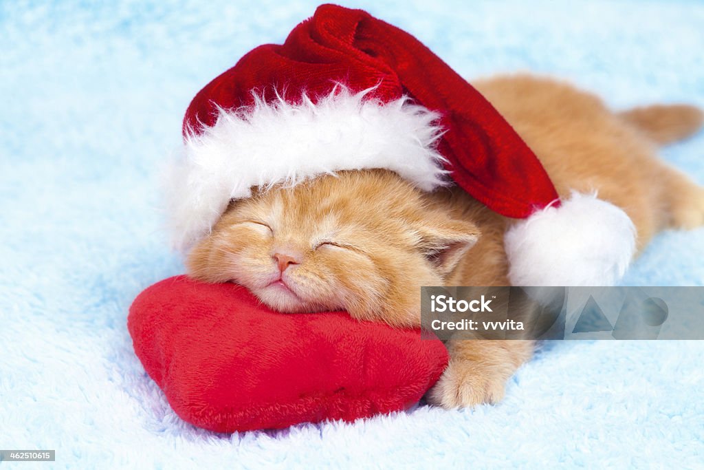 Litlte kitten wearing Santa's hat slipping on the heart-shaped pillow Christmas Stock Photo