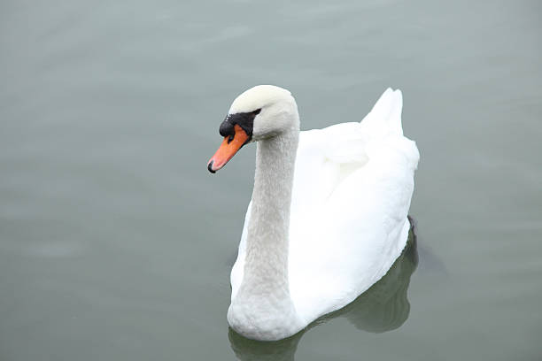 белый лебедь в воде. - water surface standing water swan mute swan стоковые фото и изображения