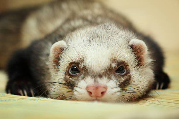 istock Funny ferret on bamboo mat 462511677
