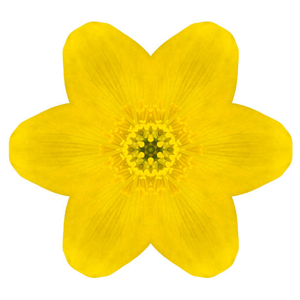 istock Yellow Concentric Wild Flower Isolated on White. Mandala Design 462513557