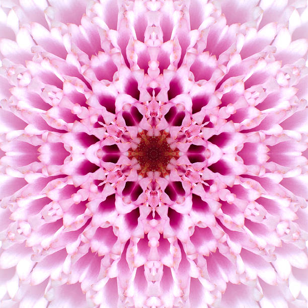 istock Pink Concentric Flower Center. Mandala Kaleidoscopic design 462517829