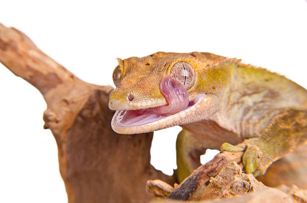 geco de crista - gecko animal night wildlife imagens e fotografias de stock