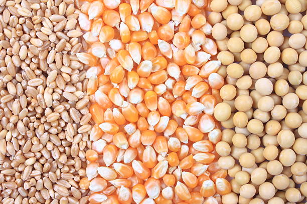 lúa mì, ngô và đậu nành - corn – soybean prices hình ảnh sẵn có, bức ảnh & hình ảnh trả phí bản quyền một lần