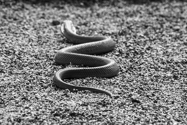 cobra snake krabbeln auf dem boden - cobra snake aggression king cobra stock-fotos und bilder